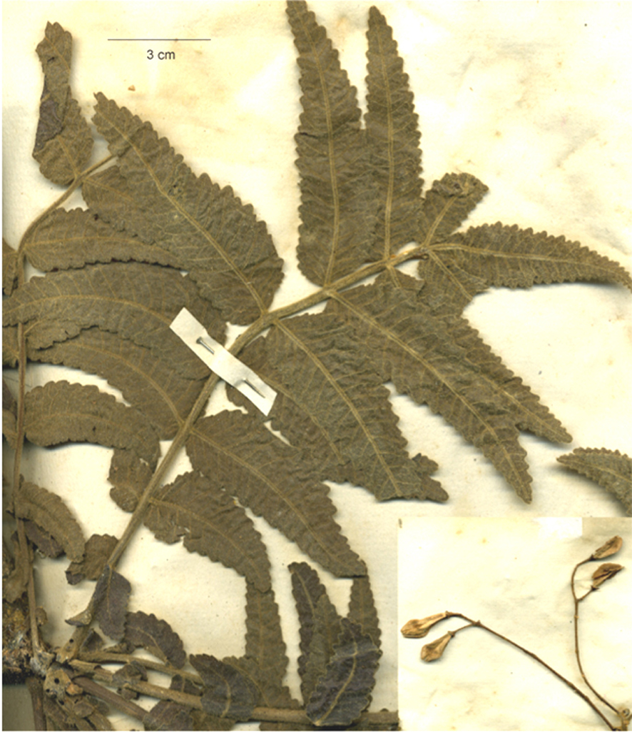 Boswellia papyrifera